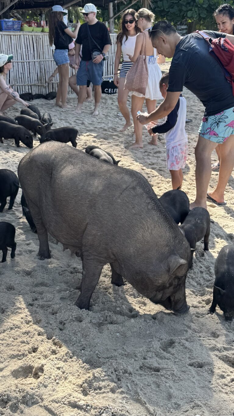 Selátka na pláži