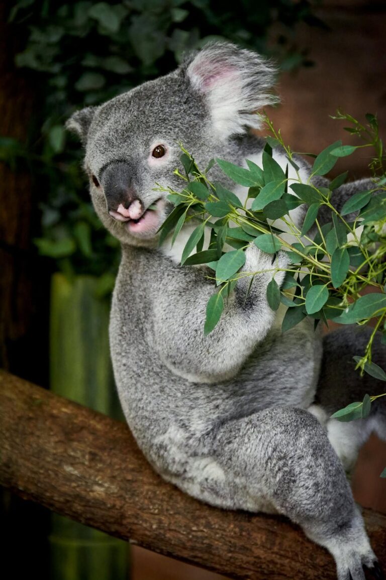 Australia Zoo: Krokodýli, koaly a Steve Irwin